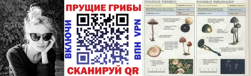 Купить где  Малгобек  Галлюциногенные грибы мухоморы 